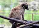 動物図鑑・シロビタイキツネザル 4